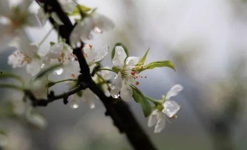 落尽梨花月又西,岁月流转中的诗意时光