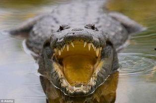 最佳猎物,揭秘狩猎策略与生存智慧